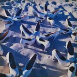 Mari Hirata, Starfish, 2003, c-type print