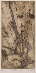 Robert Juniper, Water Iris, hand-coloured etching 10/10