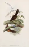John Gould, Ruescent Scrub-Bird (Atrichia Rufescens), lithograph