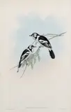 John Gould, White-Eared Flycatcher (Monarcha Leucotis), lithograph