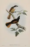John Gould, Timor-Laut Fantail Flycatcher (Rhipidura Fusco-Rufa), lithograph