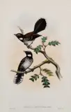 John Gould, White-Breasted Fantailed Flycatcher (Rhipidura Leucothorax), lithograph
