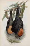 John Gould, Grey-Headed Vampire (Pteropus Poliocephalus), hand-coloured lithograph