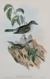 John Gould, Harmonius Colluricincla (Colluricincla Harmonica), lithograph