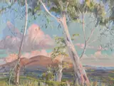 Neil Douglas, White Gums in Sunset Light, oil on board
