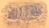 Rex Wood, Fish, monotype