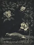 Lionel Lindsay, Pheasant and Magnolia