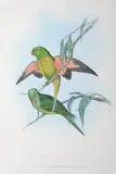 Trichoglossus Chlorolepidotus (Scaly-Breasted Lorikeet) by John Gould, original hand-coloured lithograph, sold Oct 2015