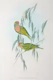 Trichoglossus Versicolor (Varied Lorikeet) by John Gould, original hand-coloured lithograph, sold Oct 2015