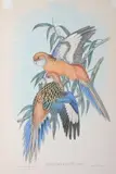 Platycercus Ignitus (Fiery Parakeet) by John Gould, original hand-coloured lithograph, sold Oct 2015