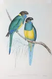 Platycercus Baueri (Bauer's Parakeet) by John Gould, original hand-coloured lithograph, sold Oct 2015