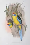 Platycercus Flaviventris (Yellow-Bellied Parakeet) by John Gould, original hand-coloured lithograph, sold Oct 2015