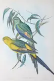 Polytelis Melanura (Black-Tailed Parakeet) by John Gould, original hand-coloured lithograph, sold Oct 2015