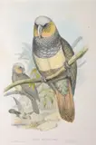 Nestor Esslingii (Prince of Essling's Parrot) by John Gould, original hand-coloured lithograph, sold Oct 2015