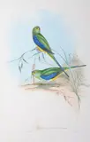 Euphema Chrysostoma (Blue-Banded Grass Parakeet) by John Gould, original hand-coloured lithograph, sold Oct 2015