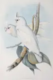 Cacatua Sanguinea (Little Corella or Blood-Stained Cockatoo) by John Gould, original hand-coloured lithograph, sold Oct 2015