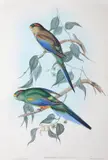 Psephotus Multicolor (Many-Coloured Parakeet) by John Gould, original hand-coloured lithograph, sold Oct 2015