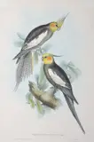 Nymphicus Novae-Hollandiae (Cockatoo Parakeet) by John Gould, original hand-coloured lithograph, sold Oct 2015