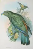 Nestor Notabilis (Kea Parrot) by John Gould, original hand-coloured lithograph, sold Oct 2015