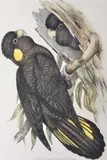 Calyptorhynchus Xanthonotus (Yellow-Eared Black Cockatoo) by John Gould, original hand-coloured lithograph, sold Oct 2015