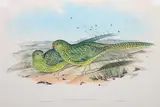 Pezoporus Formosus (Western Ground Parakeet) by John Gould, original hand-coloured lithograph, sold Oct 2015