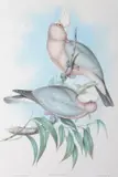 Cacatua Eos (Rose-Breasted Cockatoo) by John Gould, original hand-coloured lithograph, sold Oct 2015