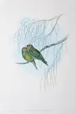 Trichoglossus Pusillus (Little Lorikeet) by John Gould, original hand-coloured lithograph, sold Oct 2015