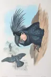 Microglossus Aterrimus (Great Palm Cockatoo) by John Gould, original hand-coloured lithograph, sold Oct 2015