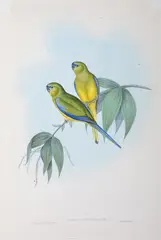 Euphema Petrophila (Rock Grass Parakeet) by John Gould, original hand-coloured lithograph, sold Oct 2015