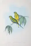 Euphema Petrophila (Rock Grass Parakeet) by John Gould, original hand-coloured lithograph, sold Oct 2015