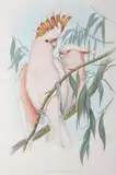 John Gould, Cacatua Leadbeateri (Major Mitchell's Cockatoo), original hand-coloured lithograph