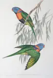 John Gould, Trichoglossus Rubritorquis (Red-Collared Lorikeet), original hand-coloured lithograph