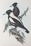 John Gould, Gymnorhina Leuconota (White-Backed Crow-Shrike), original hand-coloured lithograph