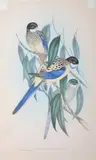 John Gould, Platycercus Brownii (Brown's Parakeet), original hand-coloured lithograph