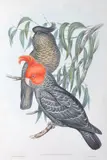 John Gould, Callocephalon Galeatum (Gang-Gang Cockatoo), original hand-coloured lithograph