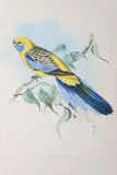 John Gould, Platycercus Flaveolus (Yellow-Rumped Parakeet), original hand-coloured lithograph
