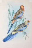 John Gould, Platycercus Adelaidiae (Adelaide Parakeet), original hand-coloured lithograph