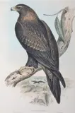 John Gould, Aquila Fucosa (Wedge-Tailed Eagle), original hand-coloured lithograph