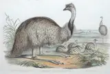 John Gould, Dromaius Novae-Hollandiae (The Emu), original hand-coloured lithograph