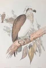 Pandion Leucocephala (White-Headed Osprey) by John Gould, original hand-coloured lithograph, sold Oct 2015