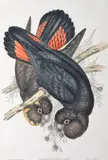 Calyptorhynchus Leachii (Leach's Cockatoo) by John Gould, original hand-coloured lithograph, sold Oct 2015