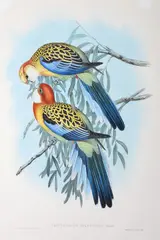 Platycercus Splendidus (Splendid Parrakeet) by John Gould, original hand-coloured lithograph, sold Oct 2015
