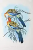 Platycercus Splendidus (Splendid Parrakeet) by John Gould, original hand-coloured lithograph, sold Oct 2015