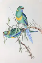 Platycercus Barnardi (Barnard's Parrakeet) by John Gould, original hand-coloured lithograph, sold Oct 2015