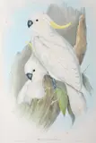 Cacatua Galerita (Sulphur-Crested Cockatoo) by John Gould, original hand-coloured lithograph, sold Oct 2015