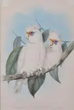 John Gould, Licmetis Nasicus (Long-Billed Cockatoo), original hand-coloured lithograph