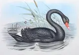John Gould, Cygnus Atratus (Black Swan), original hand-coloured lithograph