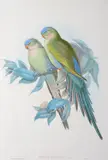 John Gould, Polytelis Alexandrae (The Princess of Wales' Parrakeet), original hand-coloured lithograph
