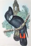 John Gould, Calyptorhynchus Macrorhynchus (Great-Billed Black Cockatoo), original hand-coloured lithograph