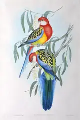 John Gould, Platycercus Eximius (Rose-Hill Parrakeet), original hand-coloured lithograph